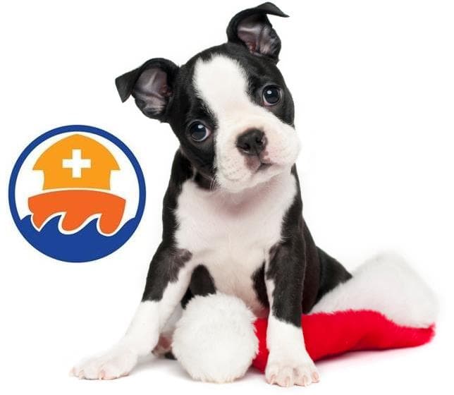 Noah's ark pet clinic sale